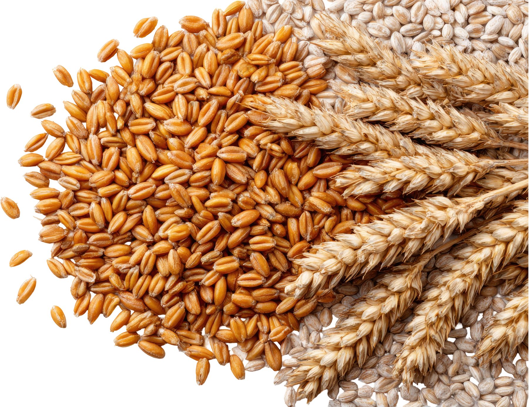 Grains of barley and wheat ears